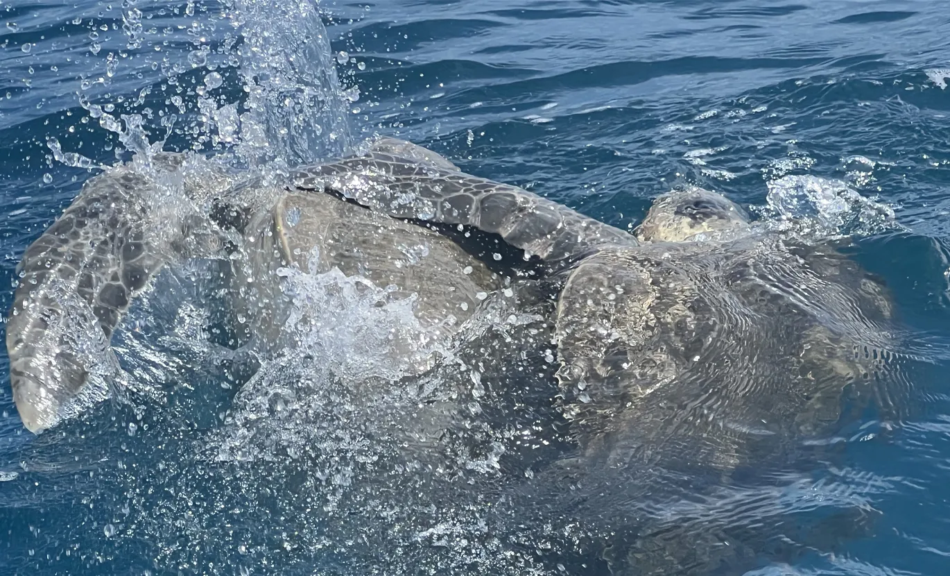 Reproduction of green turtles in the Pacific Ocean