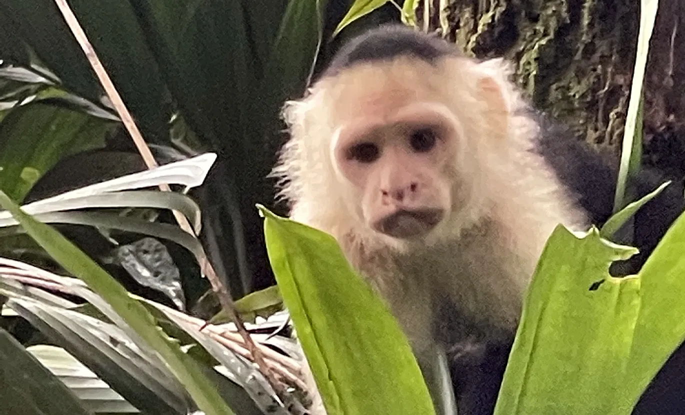 White-faced Capuchin