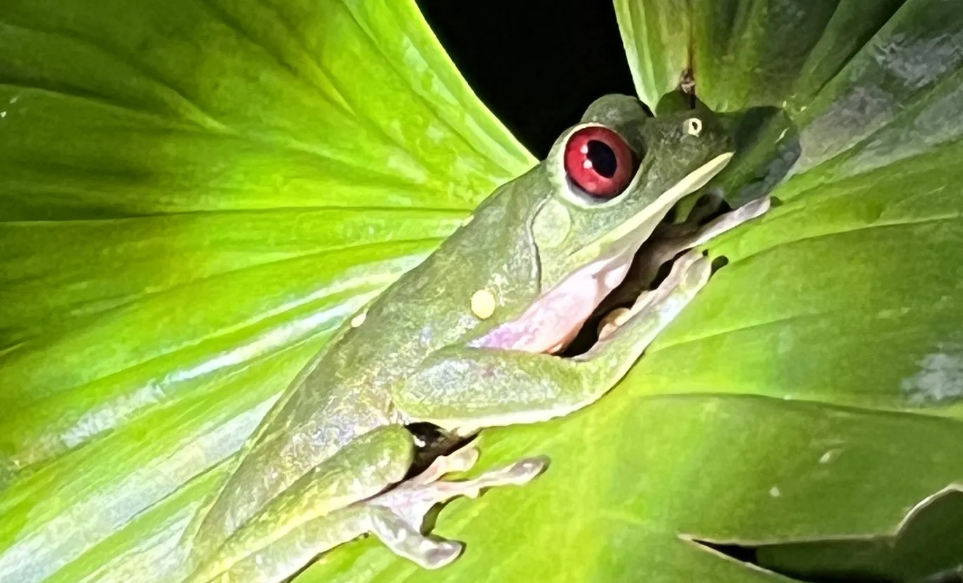 Red-eyed tree frog