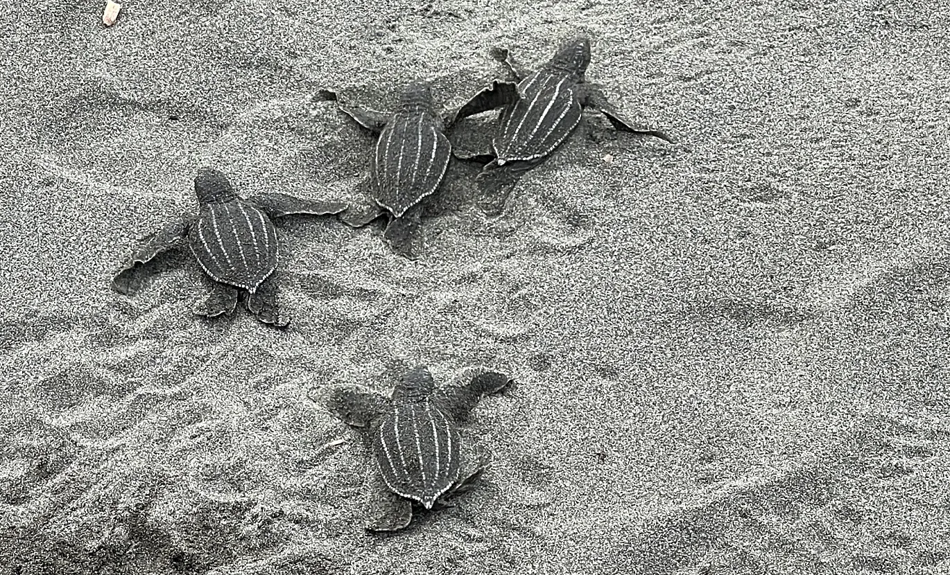 Lederschildpadden vlak na het uitkomen van de eieren