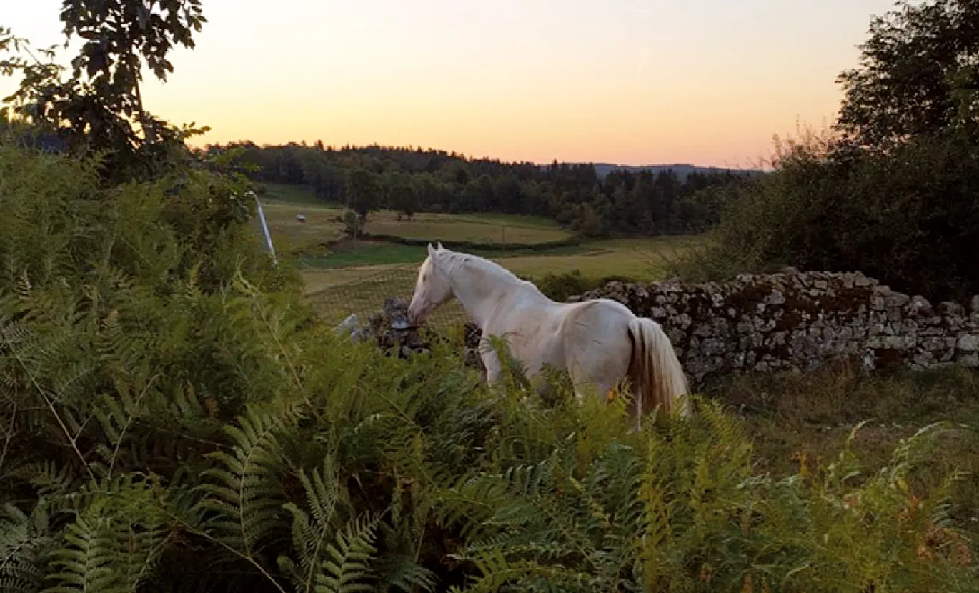 Happiness is in the meadow