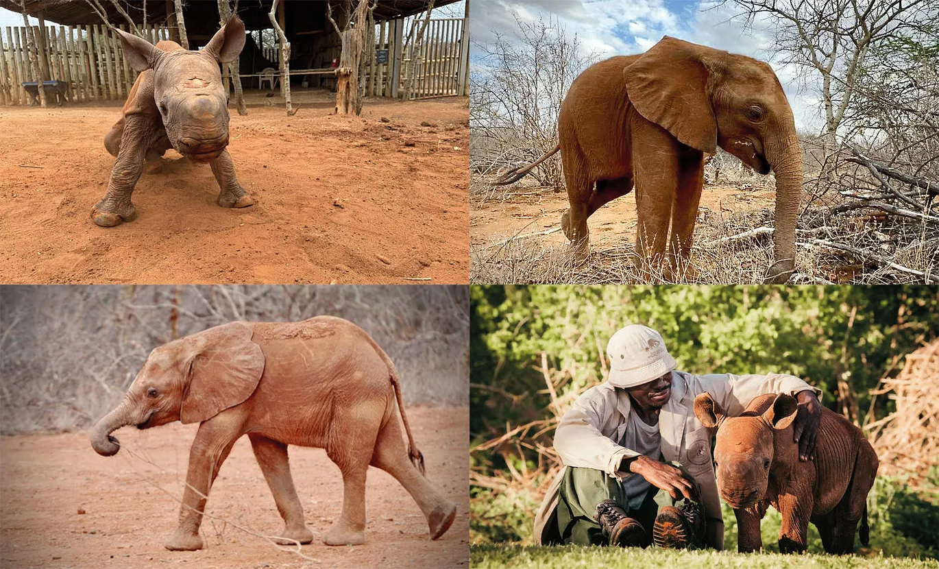 Chamboi de neushoorn en Natibu de olifant, twee weesdieren die werden geadopteerd door Miloa