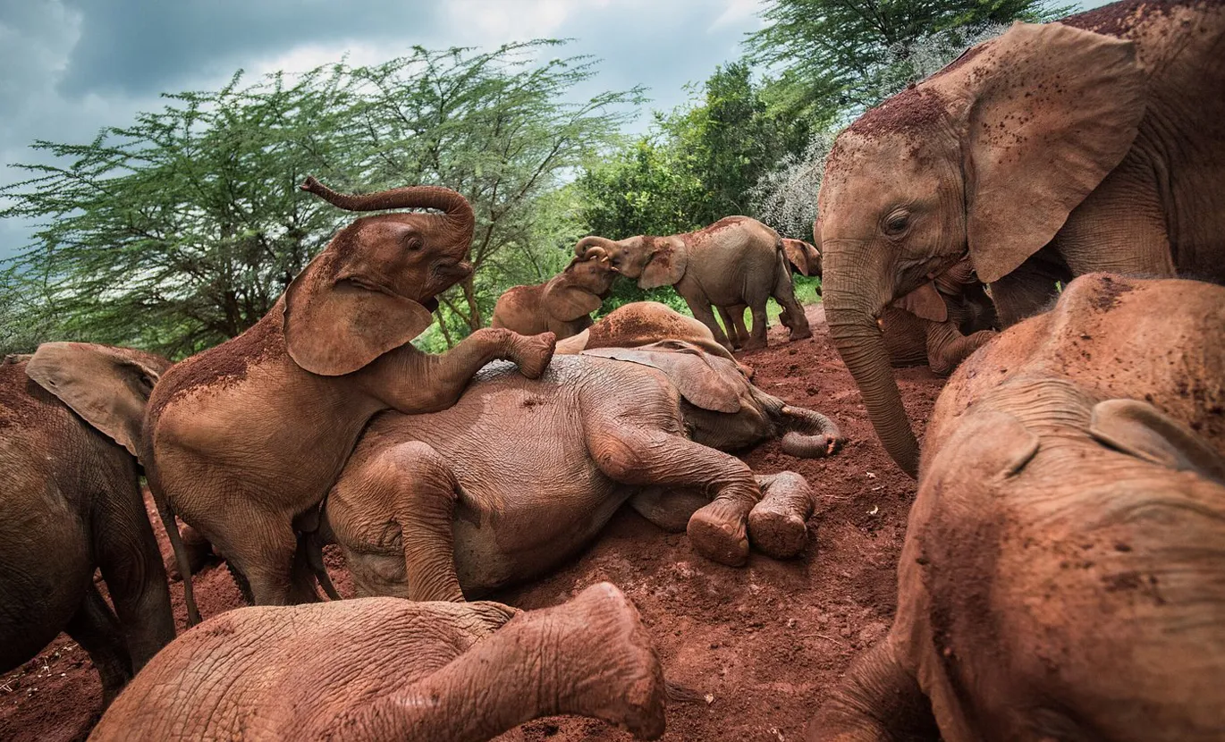 Mud baths are essential to protect the very fragile skin of these young orphans